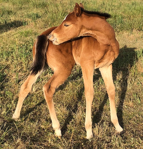 image of a foal
